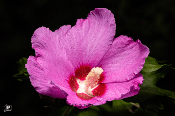 Hibiscus-Blüte