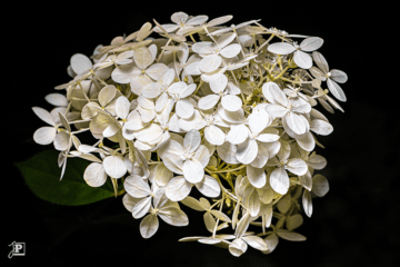 Wie ein Feuerwerk: Hortensie