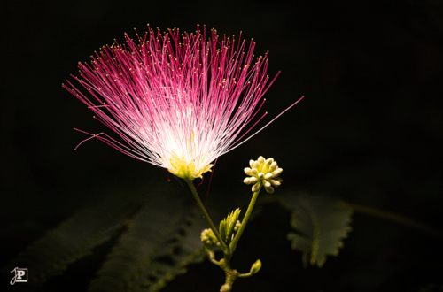 Mimosa in the Spotlight