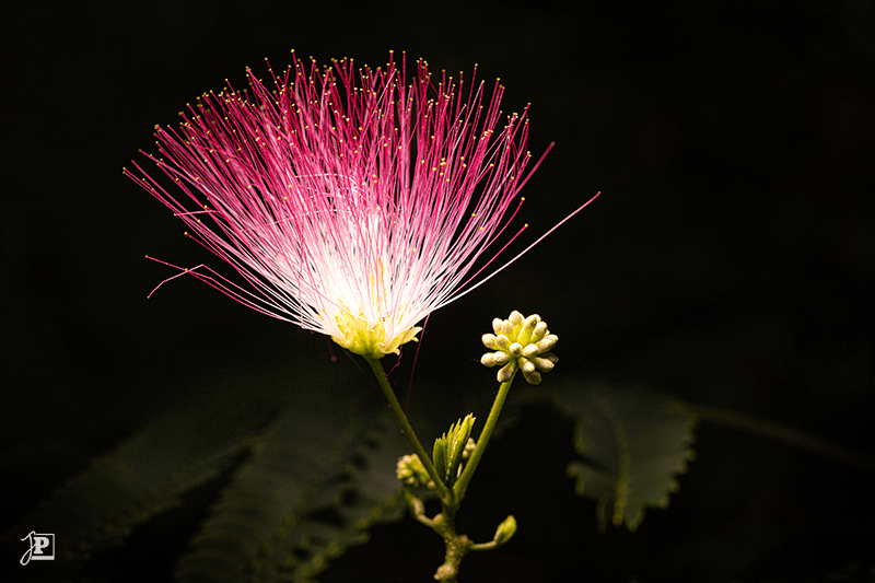 Mimose im Spotlight