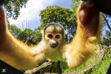 Squirrel Monkey Close-up