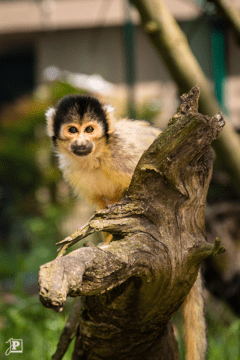 Squirrel Monkey sitting on a branch