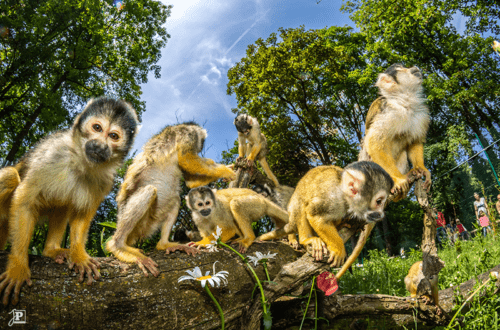 A group of Squirrel Monkeys