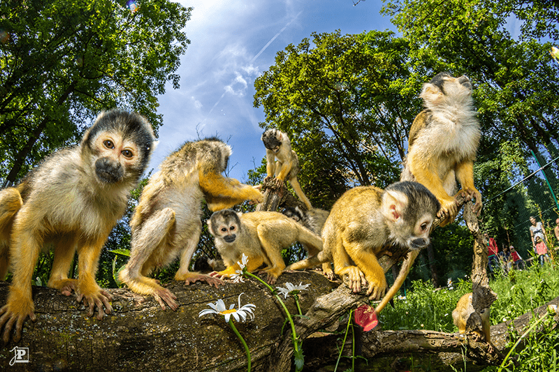 A group of Squirrel Monkeys