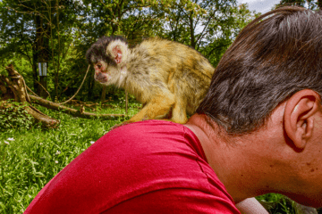 Affe auf Fotograf