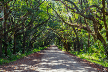 Tree Tunnel