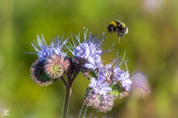 Bees landing on flowers