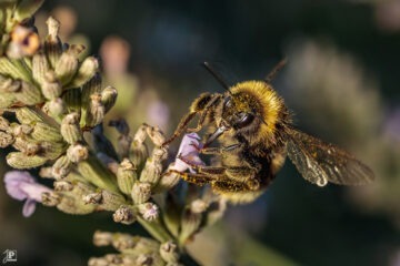 Pollenbedeckte Bienen auf Lavendel