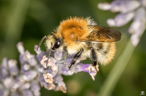 Furry bee on lavender blossom