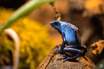 Blue Poison Dart Frog