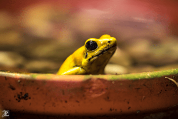 Tiny yellow frog