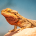 Bearded Dragon