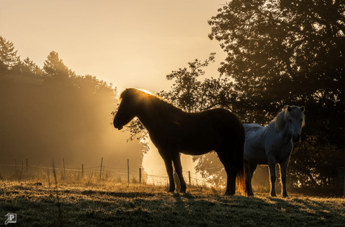 Pferde im Gegenlicht der aufgehenden Sonne