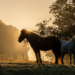 Horses backlit by the rising sun