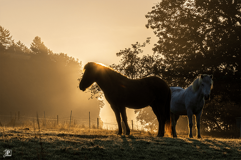 Pferde im Gegenlicht der aufgehenden Sonne