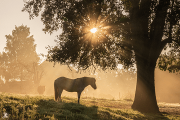 Pferd unter einem Baum im Gegenlicht der Sonne