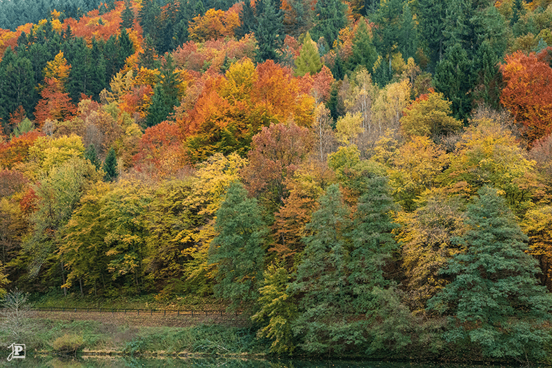 Colorful autumn forest along the Neckar river