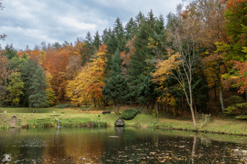 Autumn forest next to a fishing pond