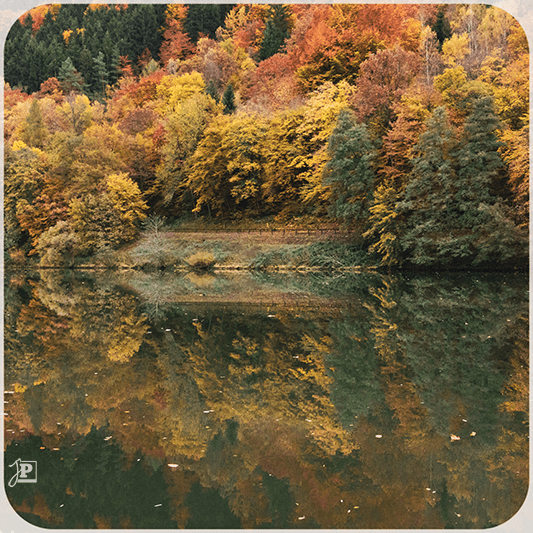 Autumn Forest along the Neckar river