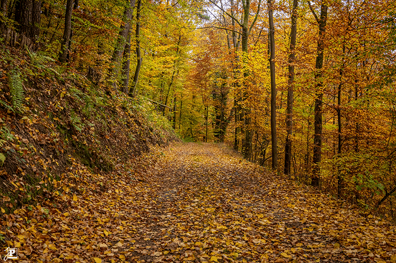 Autumnal beech forest