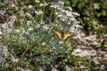 Butterfly, Old World Swallowtail