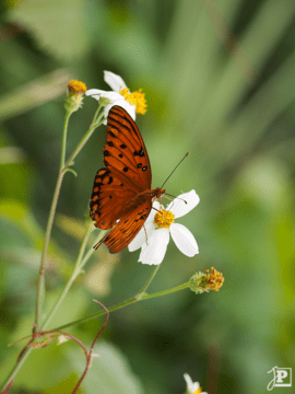 Schmetterling, Agraulis vanillae