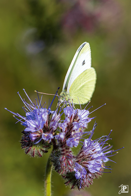 Butterfly, Small White or Cabbage White