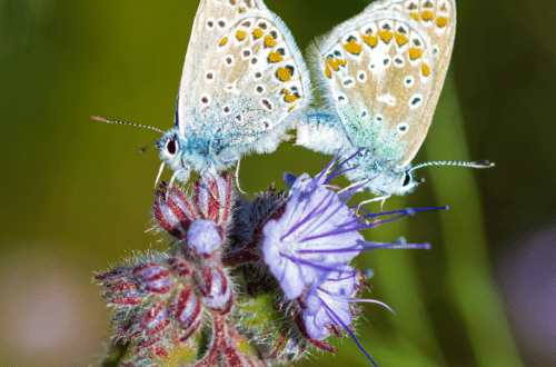 Butterfly, Silver-studded Blue