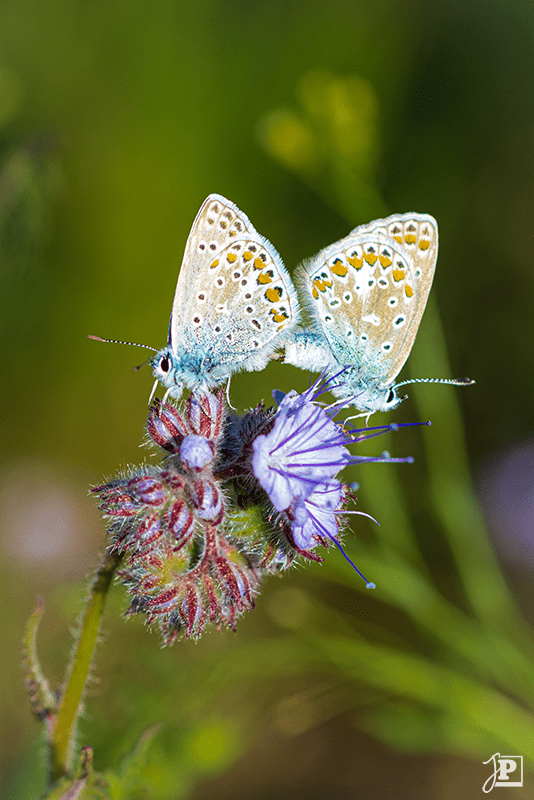 Butterfly, Silver-studded Blue