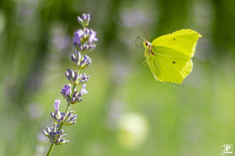 Schmetterling, Zitronenfalter