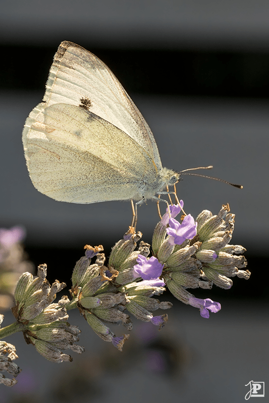 Butterfly, Small White or Cabbage White