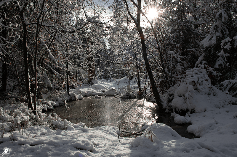 Fairy pond in the winter forest