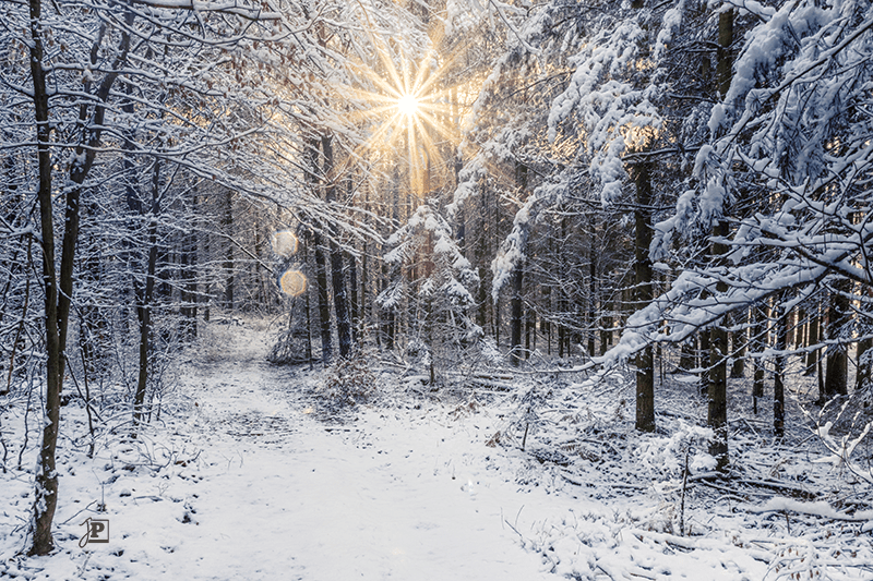 Winterwald