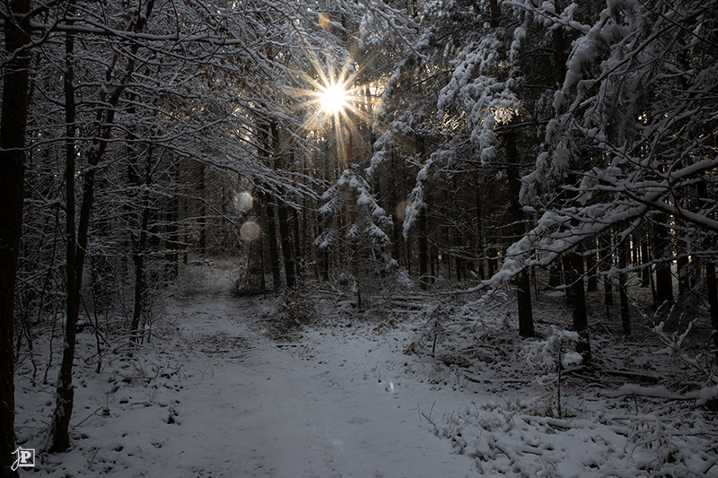 Winter forest