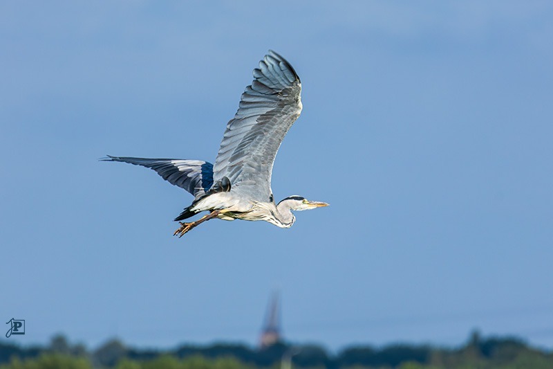 Gray heron in flight