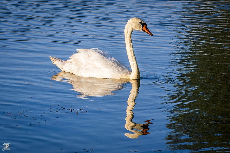 Swan