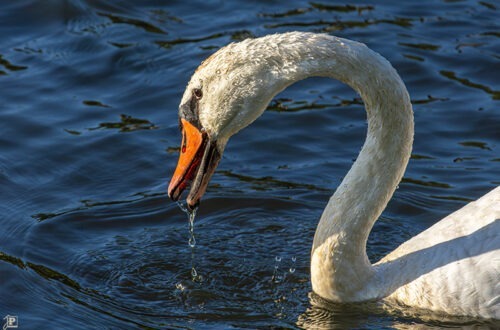 Swan