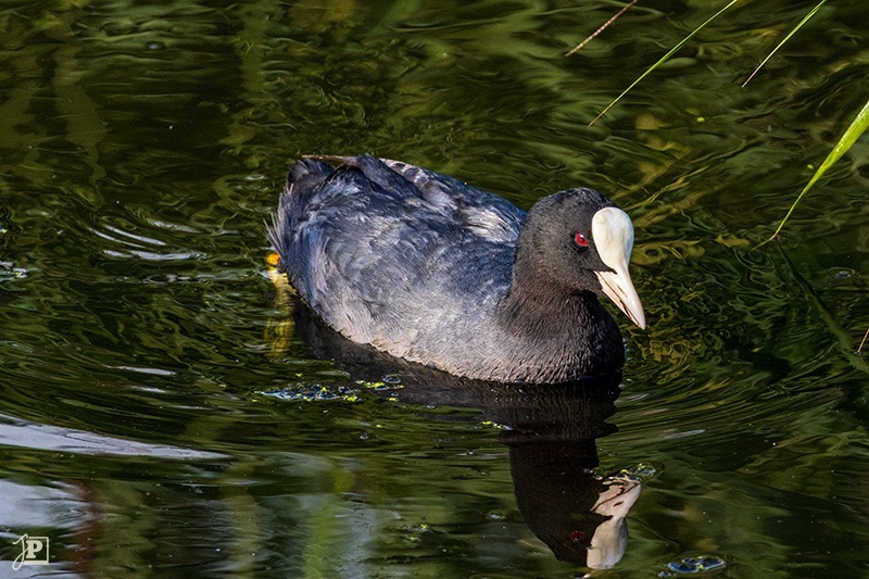 Eurasian coot