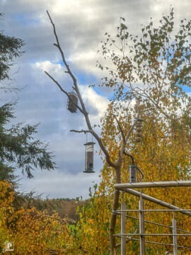 Vogelfütterung