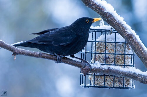 Amsel an der Vogelfütterung