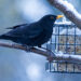 Amsel an der Vogelfütterung