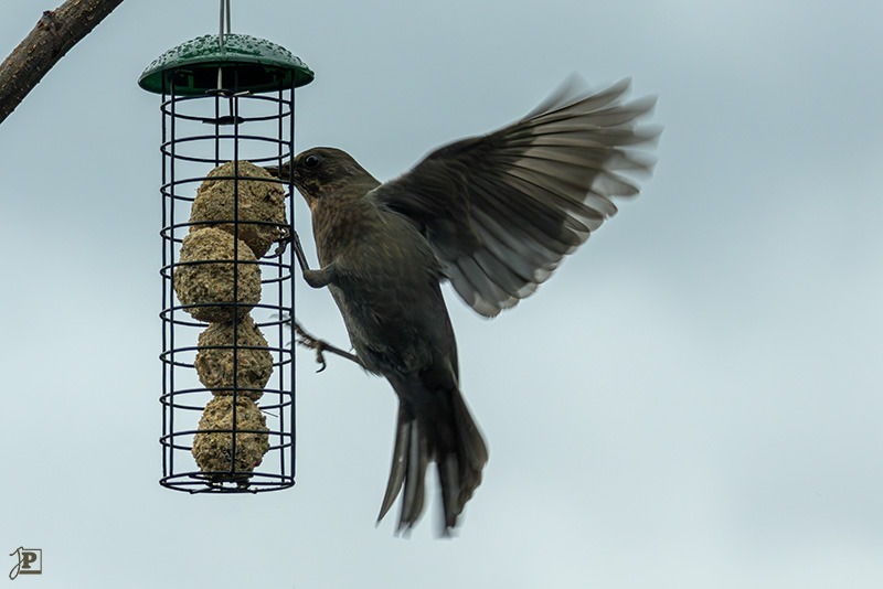 Amsel an der Vogelfütterung