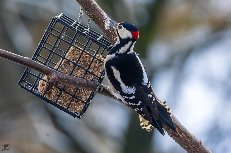 Buntspecht an der Vogelfütterung