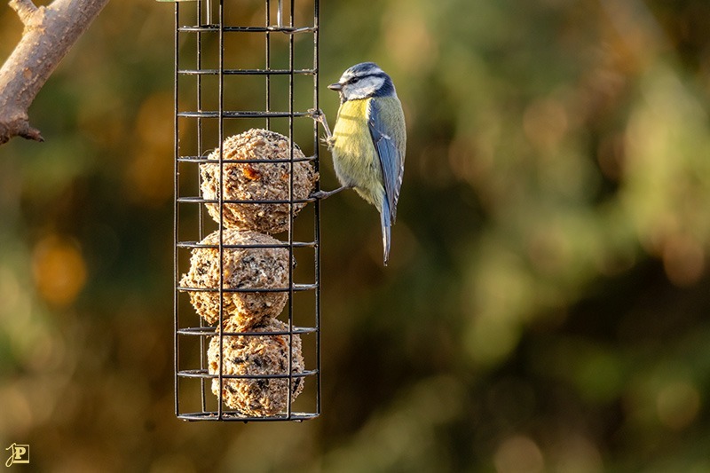 Birds, Blue Tit