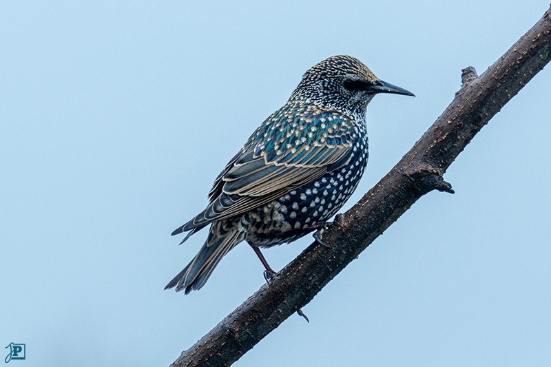 Star an der Vogelfütterung