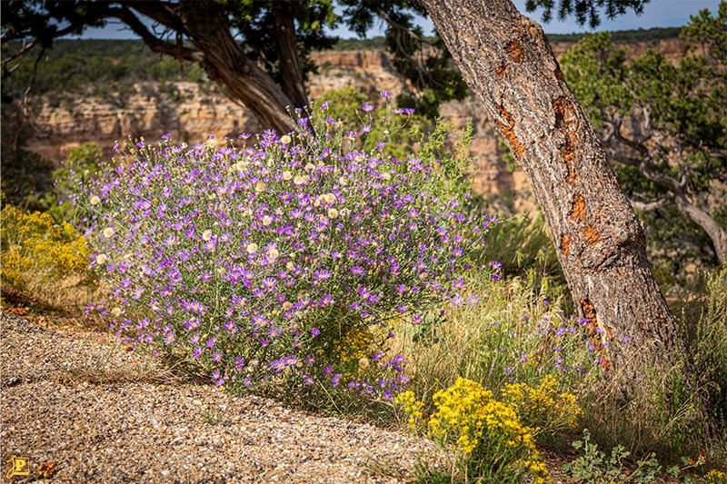 Aster und Ginster