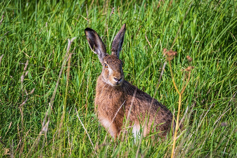 Brown Hare