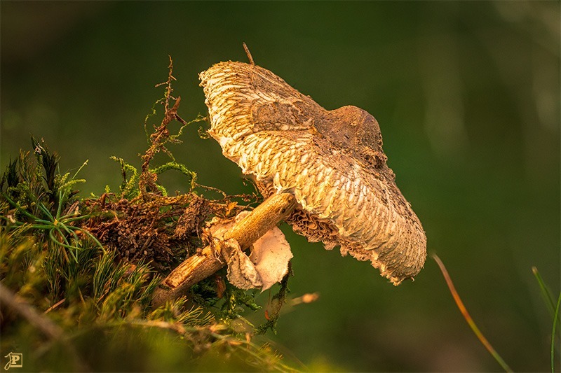 Mushrooms in the forest