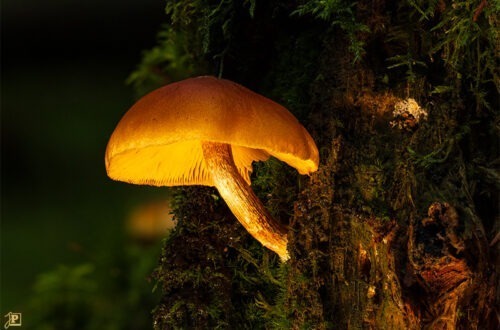 Mushrooms in the forest