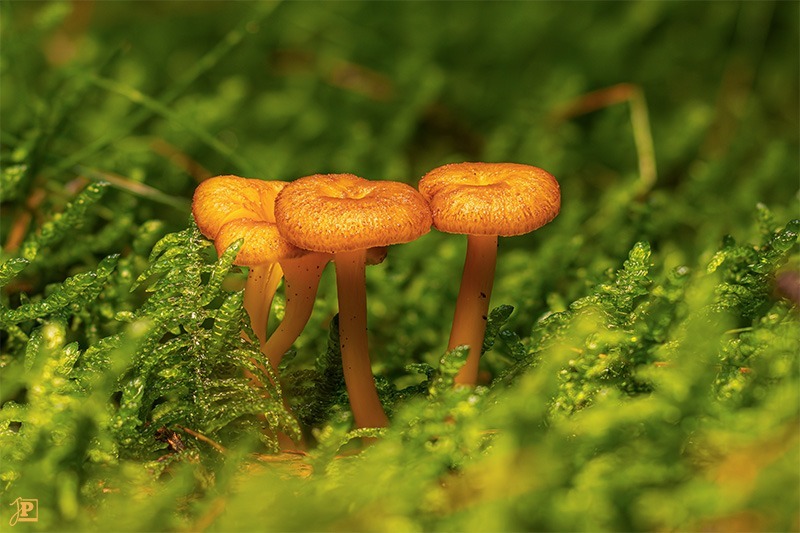 Mushrooms in the forest